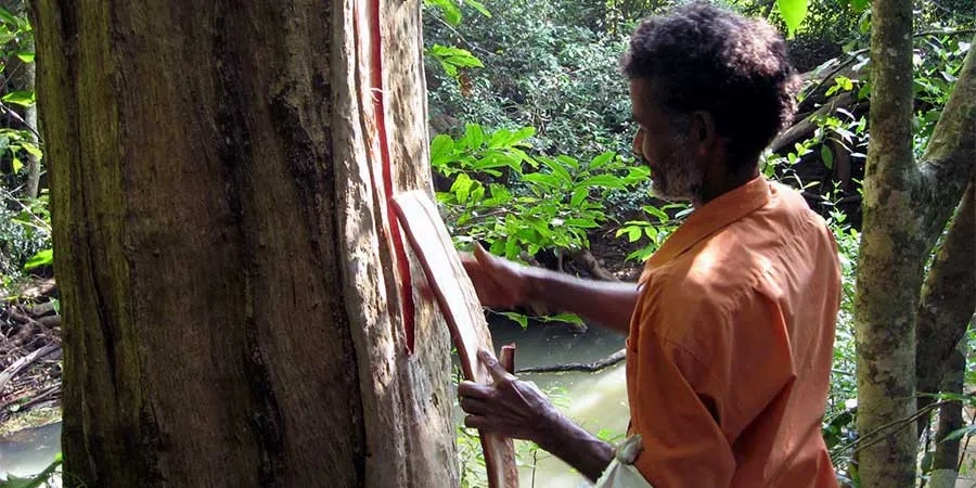 Terminalia Arjuna (Arjun ki Chhal) Pure Forest Harvested-1