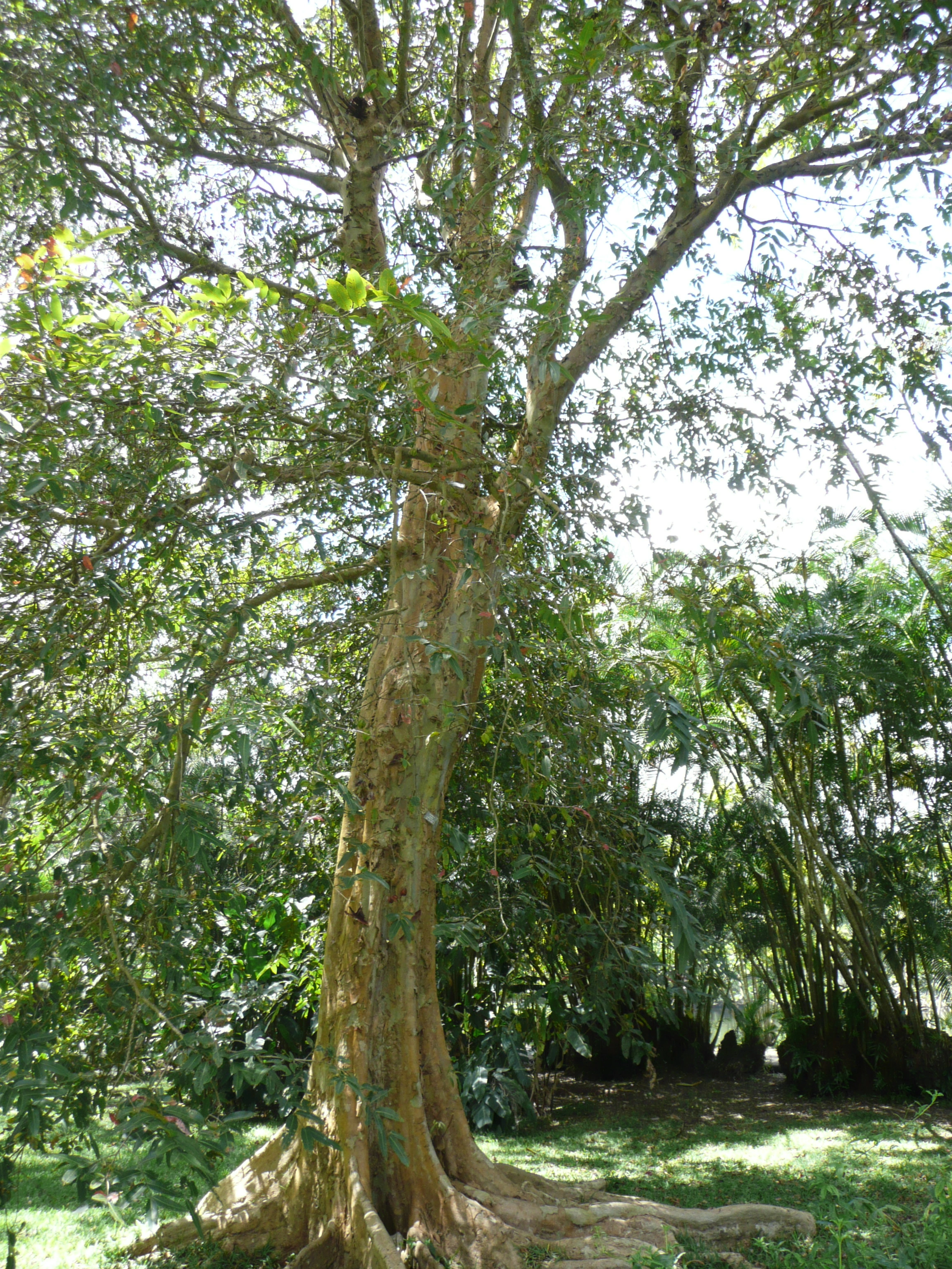 Terminalia Arjuna (Arjun ki Chhal) Pure Forest Harvested-3