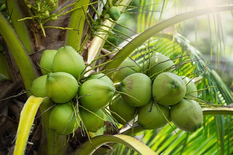 FRESH INDIAN SEMI HUSKED COCONUT-1