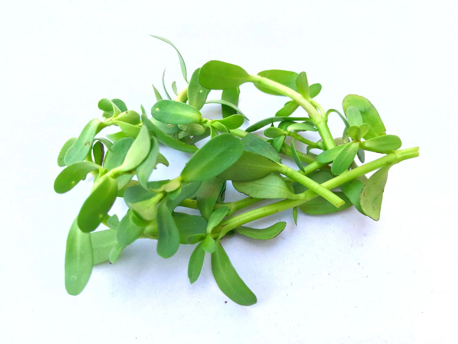 bacopa monnieri extract-12529314