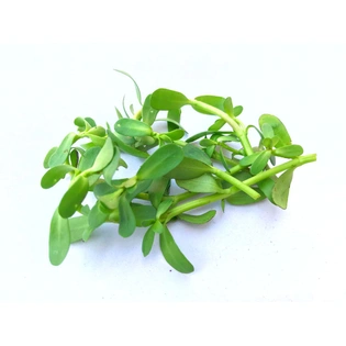 bacopa monnieri extract