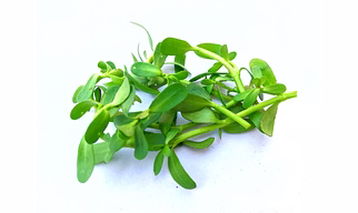 bacopa monnieri extract