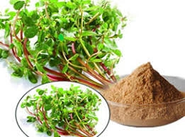 bacopa monnieri extract-1