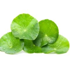 centella asiatica extract-2