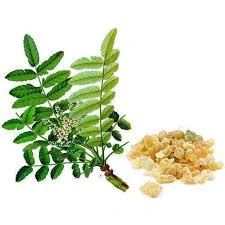 boswellia serrata-1