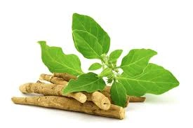 Ashwagandha extract-1