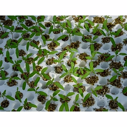 srvmines 20 kg horticulture expanded vermiculite