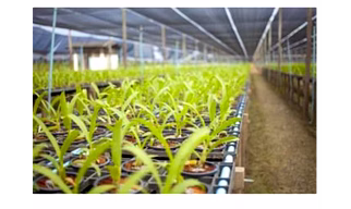 Horticulture Exfoliated Vermiculite