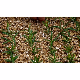 srvmines garden vermiculite powder