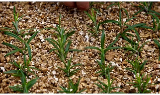 Garden Vermiculite Powder