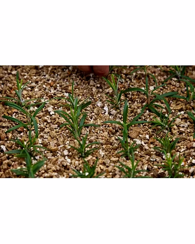 Garden Vermiculite Powder-1008