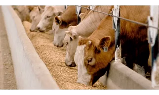 Animal Feed Exfoliated Vermiculite