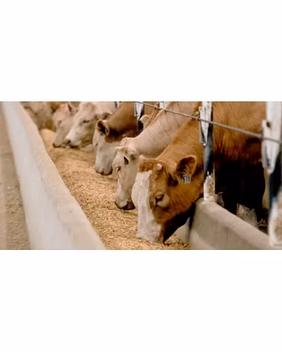 Animal Feed Exfoliated Vermiculite-1011