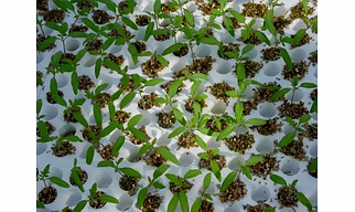 High Quality Agriculture Vermiculite