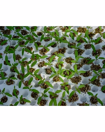 High Quality Agriculture Vermiculite-1016