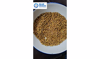 Coriander Seeds