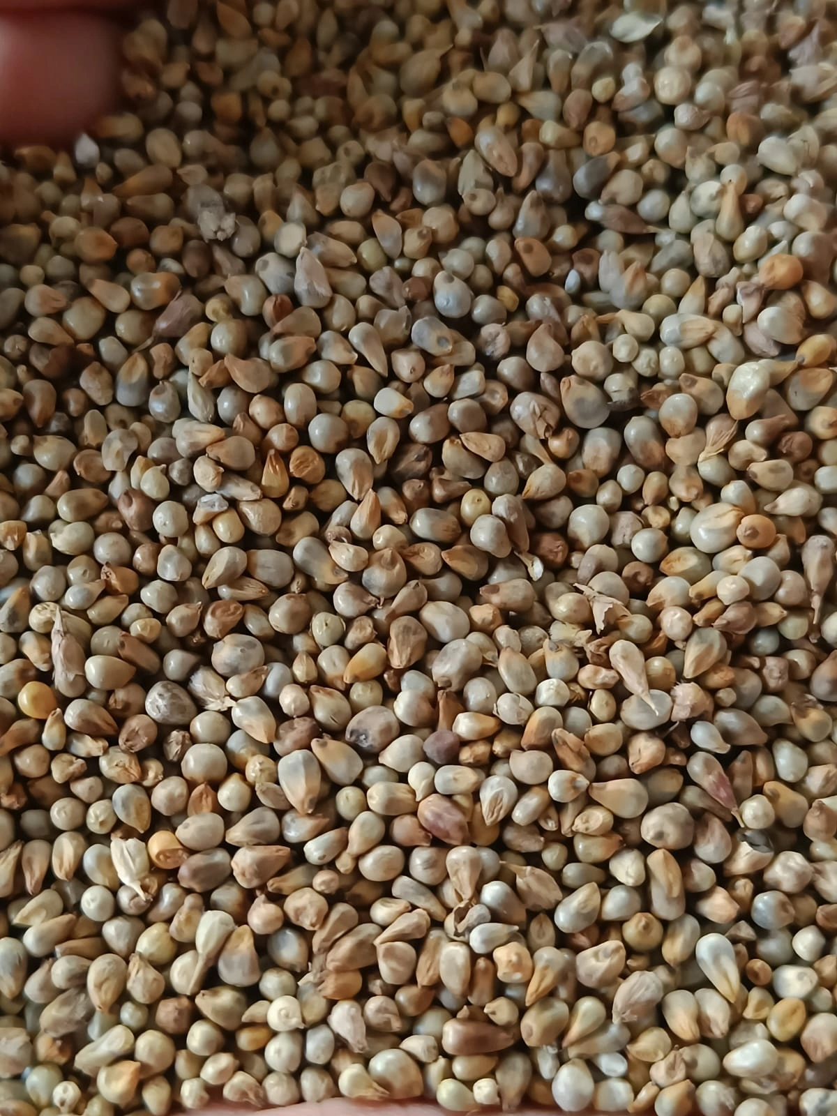 PEARL MILLETS (BAJRA)-1