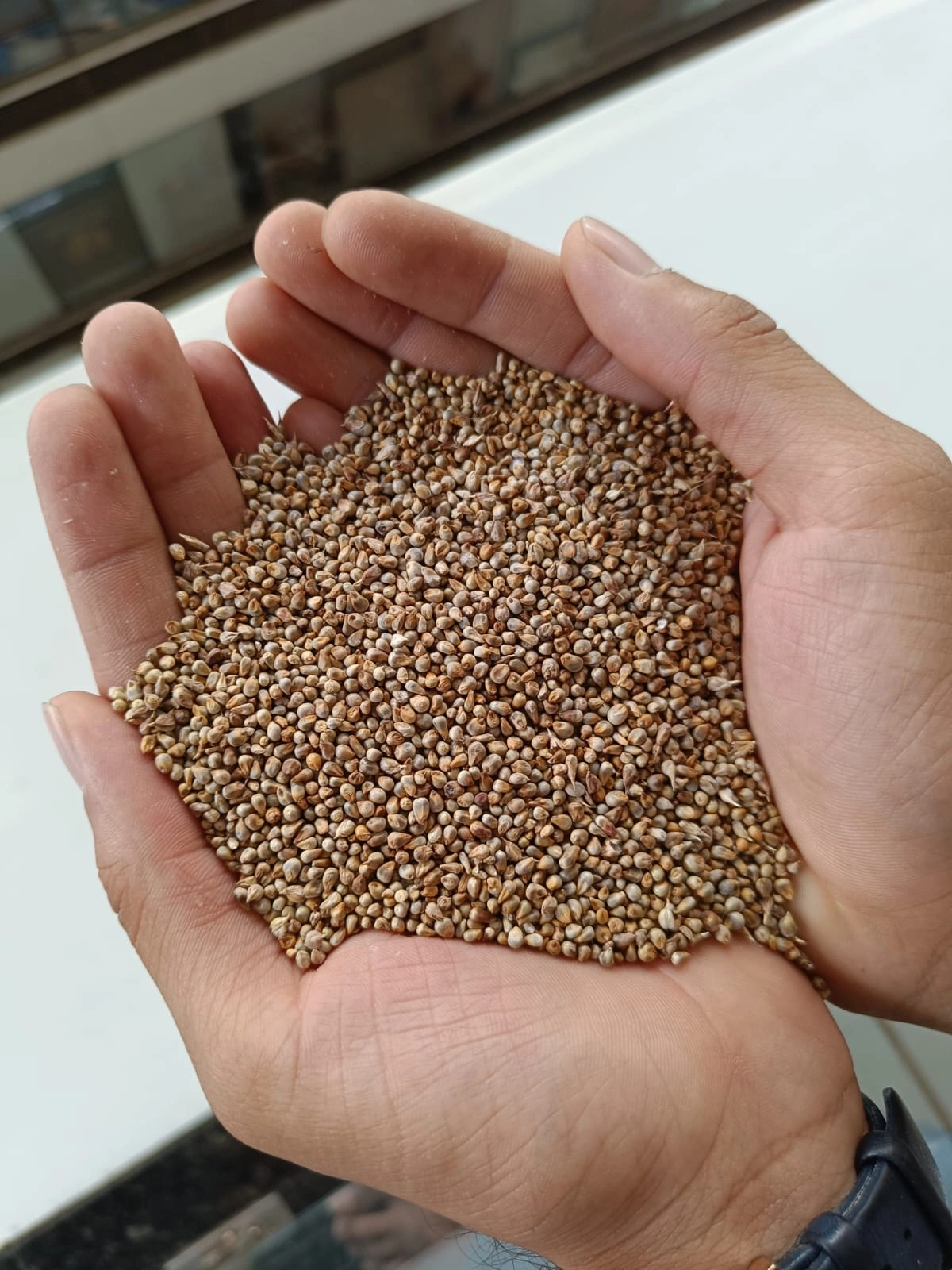 PEARL MILLETS (BAJRA)-2