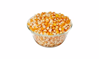 MAIZE (CORN)
