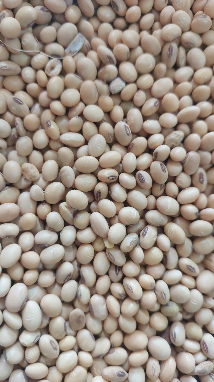 SOYABEAN SEEDS-1