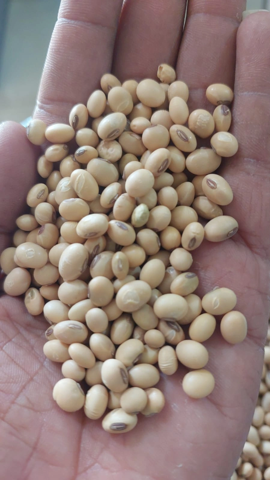 SOYABEAN SEEDS-2