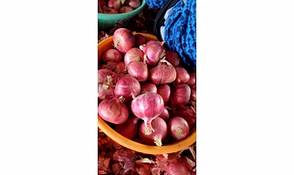 FRESH RED ONION