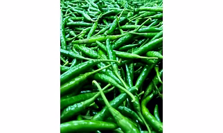 Fresh Green Chilli G4 Gauri