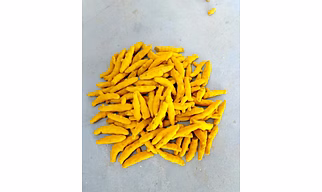 TURMERIC FINGER