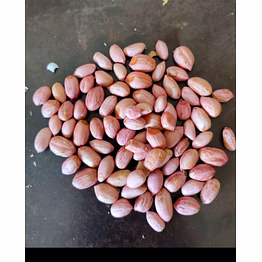 groundnut
