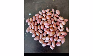 groundnut