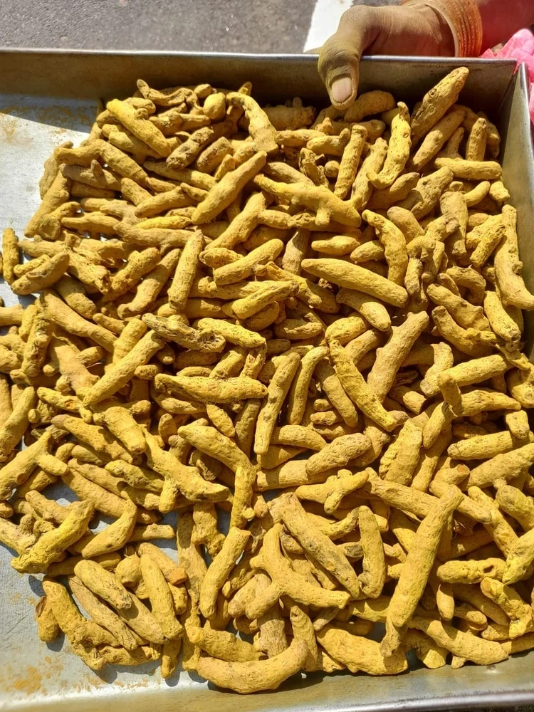 Double Polished Turmeric Finger-1