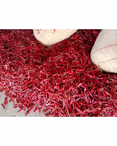 Red Chily-1