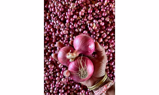RED ONION NASIK