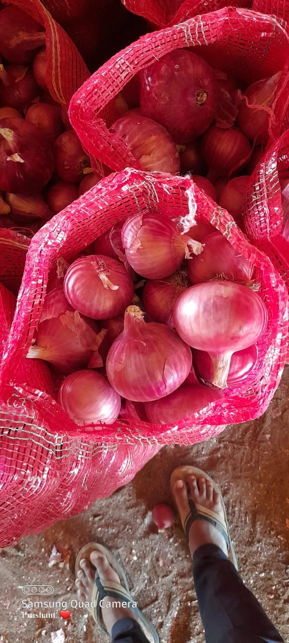 RED ONION NASIK-1