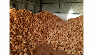 SEMI- HUSKED COCONUTS