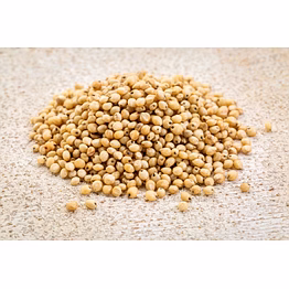 sorghum