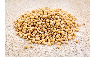 Sorghum