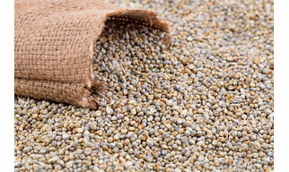 Pearl Millet