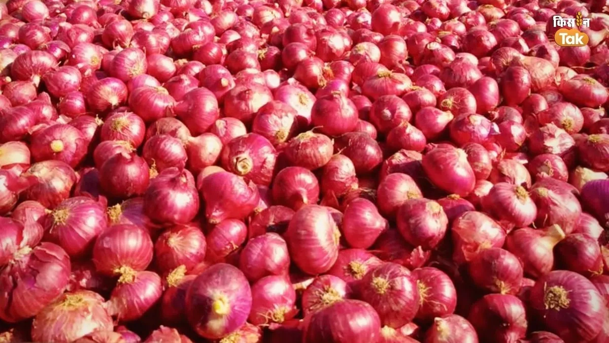 Onion-1