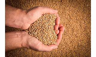 Wheat