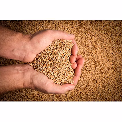 Wheat-2