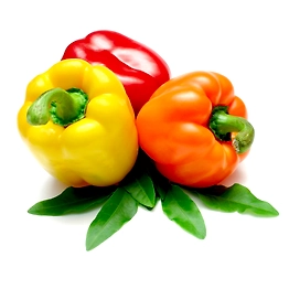 Capsicum
