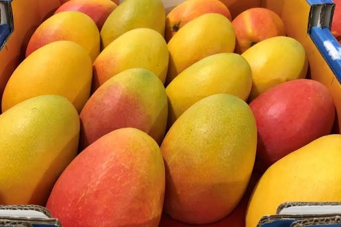 Alphanso Mangoes-1