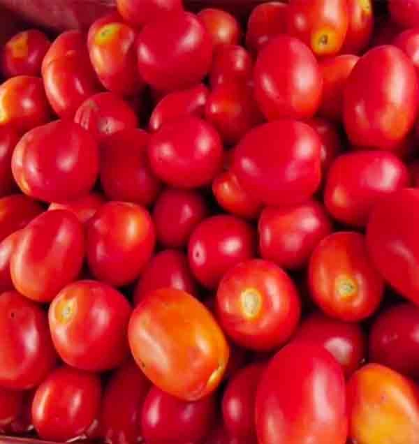 Fresh Tomato-2