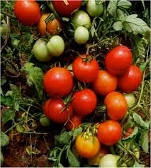 Fresh Tomato-3