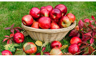 Fresh Fruits