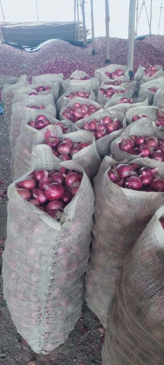 Indian Fresh Onion-2