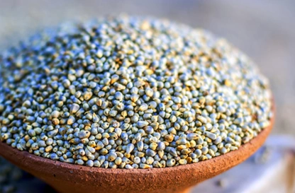 Indian Millet-2