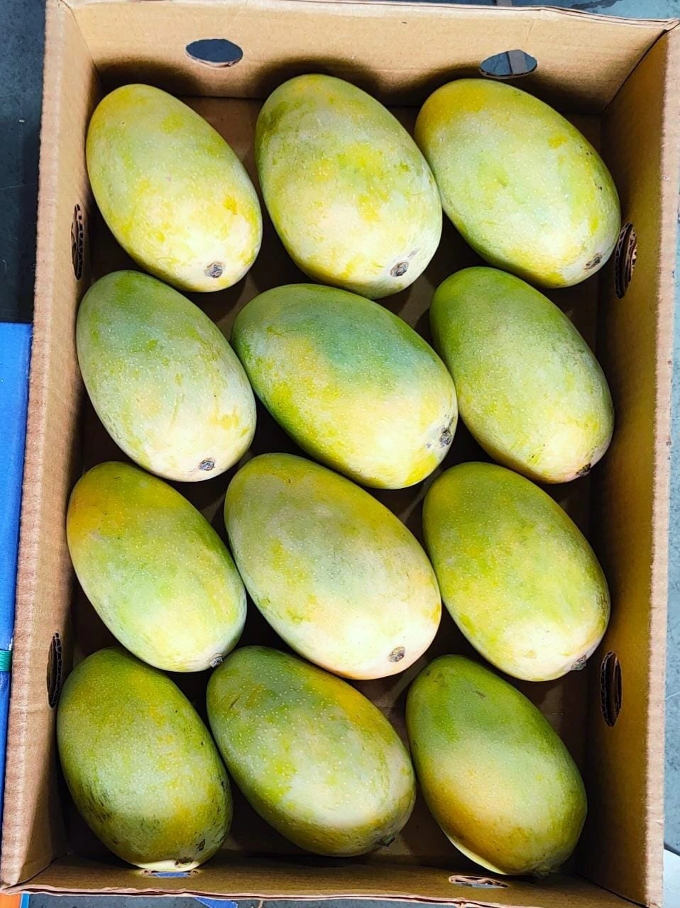 Fresh Mango-3