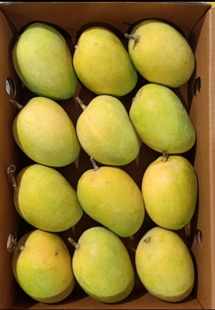 Fresh Mango-1